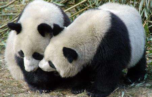 大陆赠台大熊猫